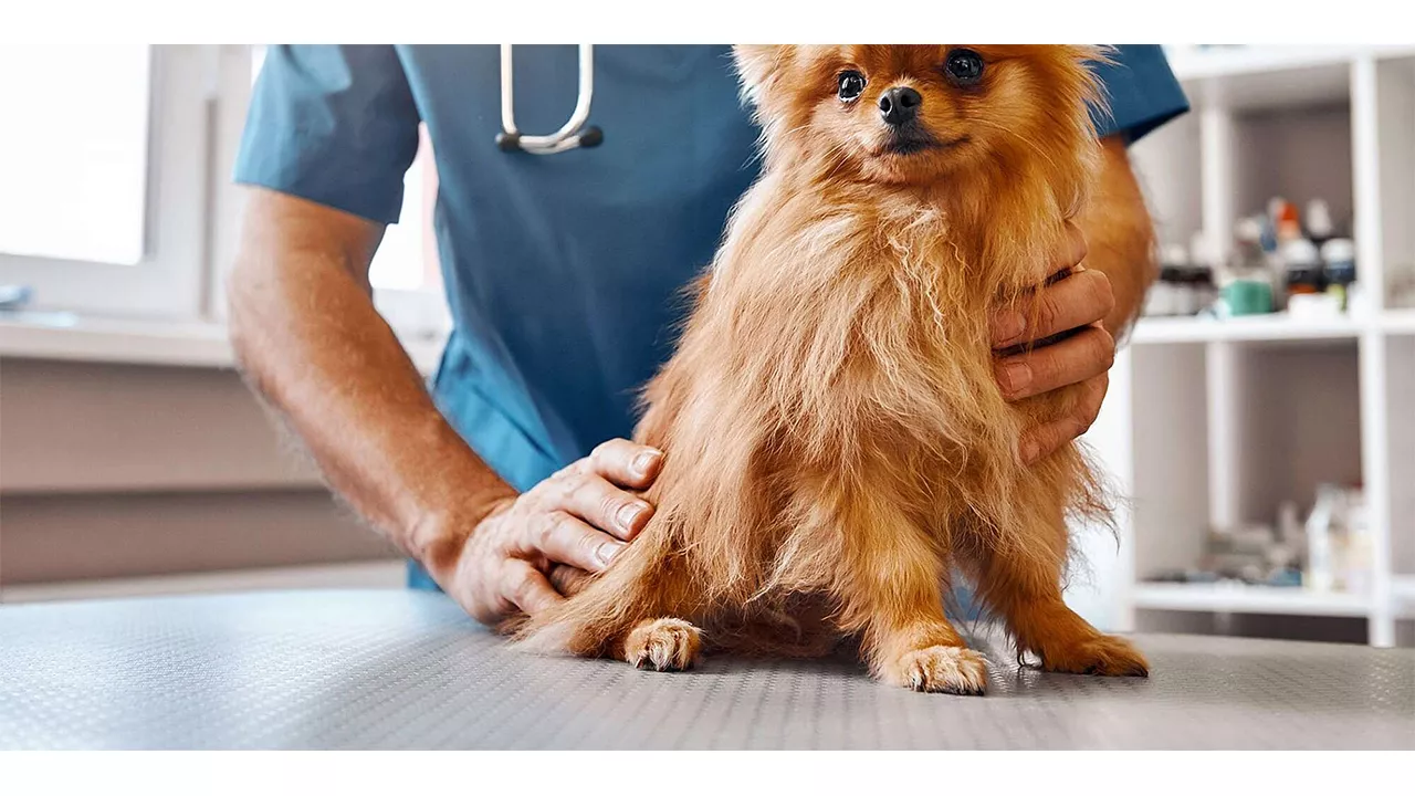 Campagna di sterilizzazione gratuita cani padronali.